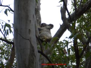 7_Koala-im-hinterland-of-GoldCoast