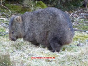 42_Wombat-in-den-Cradle-Mountains