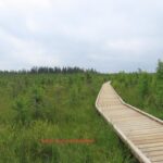 Boardwalk Boundary Bog Trail